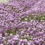 Fleurs - Alysse Tapis Royal - face recto